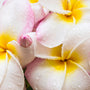 Aloha Waikiki Fragrance Oil 220 - Zoom Thumbnail Media 1