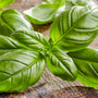 Basil Fragrance Oil 236 - Zoom Thumbnail Media 1