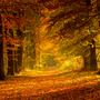 All the Fall Feels Fragrance Oil 1273 - Zoom Thumbnail Media 1