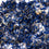 Cornflower Petals