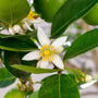 Sicilian Lime Fragrance Oil 435 - Zoom Thumbnail Media 1