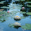 Tranquil Oasis Fragrance Oil 526