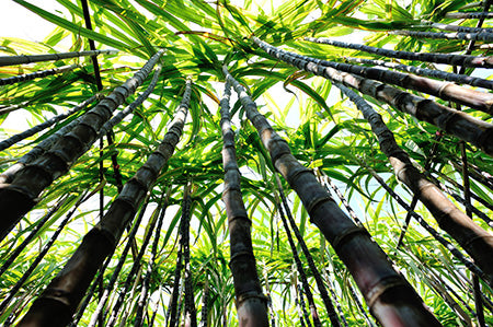Bamboo Sugar Cane Fragrance Oil 14986 - Zoom Media 1