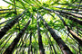 Bamboo Sugar Cane Fragrance Oil 14986 - Zoom Thumbnail Media 1