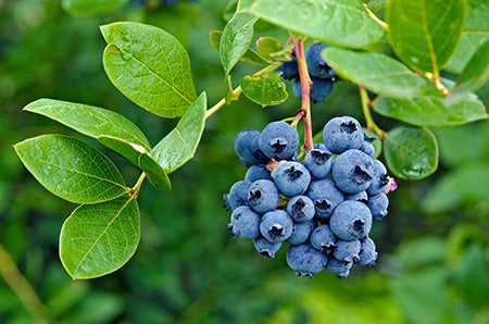 Blueberry Burst Fragrance Oil 15035 - Zoom Media 1