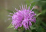 Calabrian Bergamot & Violet Fragrance Oil 15139 - Zoom Thumbnail Media 1