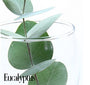 Eucalyptus Fragrance Oil 15453 - Zoom Thumbnail Media 1