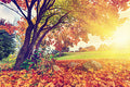 Falling Leaves Fragrance Oil 15467