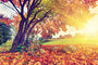 Falling Leaves Fragrance Oil 15467 - Zoom Thumbnail Media 1