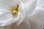 Gardenia (KY) Fragrance Oil 15572 - Zoom Thumbnail Media 1