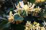 Heavenly Honeysuckle Fragrance Oil 14952 - Zoom Thumbnail Media 1
