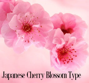 Japanese Cherry Blossoms Fragrance Oil 20084 - Zoom Media 1