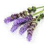 Lavender Mist Fragrance Oil 15725 - Zoom Thumbnail Media 1