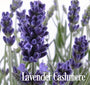 Lavender Cashmere Fragrance Oil 20105 - Zoom Thumbnail Media 1