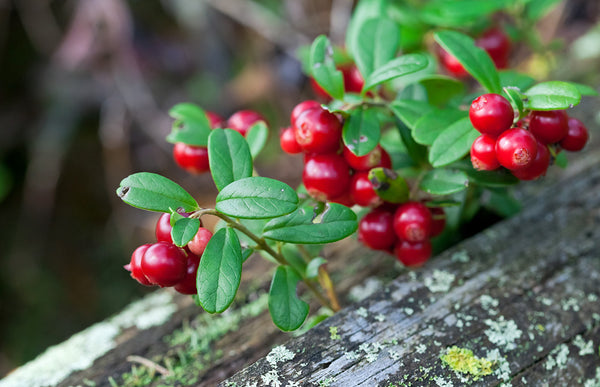 Lingonberry Wreath Fragrance Oil 14962 - Zoom Media 1