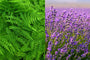 Ming Fern & Lavender Fragrance Oil 15821 - Zoom Thumbnail Media 1