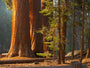 Redwood Fragrance Oil 16046 - Zoom Thumbnail Media 1