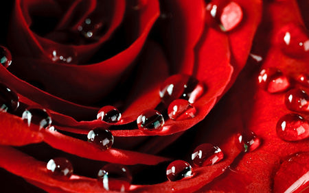 Rose Petals Fragrance Oil 16060 - Zoom Media 1