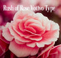 Rush of Rose Fragrance Oil 20272 - Zoom Thumbnail Media 1