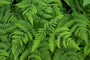Teakwood & Fern Fragrance Oil 16980 - Zoom Thumbnail Media 1