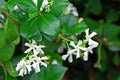 Wild Honeysuckle Fragrance Oil 17154