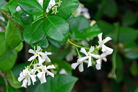 Wild Honeysuckle Fragrance Oil 17154 - Zoom Media 1